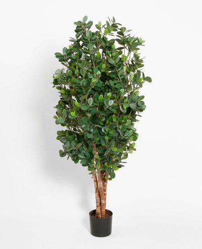 02-080 Ficus Panda 80cm, 02-110 Ficus Panda 110cm